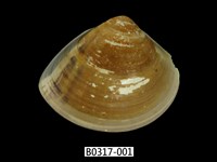 藏品(普通文蛤)的圖片